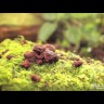 Innisfree Jeju Volcanic Nose Pack Очищающая полоска для носа с вулканическим пеплом, 6 шт